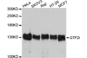 Western blot analysis of extracts of various cells, using GTF2I antibody. (GTF2I 抗体)