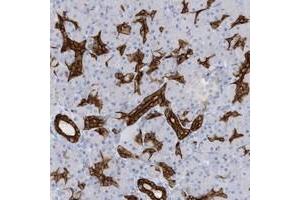 Immunohistochemical staining of human pancreas with EXOC2 polyclonal antibody  shows strong cytoplasmic and membranous positivity in intercalated ducts at 1:2500-1:5000 dilution. (EXOC2 抗体)