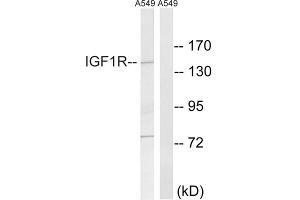 Western blot analysis of extracts from A549 cells, using Insulin Like Growth Factor 1 Receptor (IGF1R) antibody. (IGF1R 抗体  (Tyr1346))