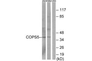 Western blot analysis of extracts from 293 cells and K562 cells, using COPS5 antibody. (COPS5 抗体  (Internal Region))
