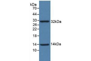 Western blot analysis of recombinant Human ISR. (Insulin Receptor 抗体  (AA 1024-1298))