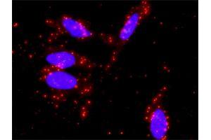 Proximity Ligation Assay (PLA) image for anti-Signal Transducer and Activator of Transcription 5A (STAT5A) (AA 1-104) antibody (ABIN563033)