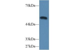 Western Blot; Sample: Mouse Heart lysate; Primary Ab: 2µg/ml Rabbit Anti-Mouse CASP9 Antibody Second Ab: 0. (Caspase 9 抗体  (AA 1-200))