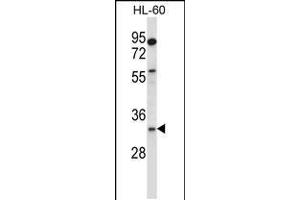 Western Blotting (WB) image for anti-Egl-9 Family Hypoxia Inducible Factor 3 (EGLN3) (AA 203-231), (C-Term) antibody (ABIN5534232)