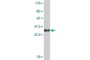 Western Blot detection against Immunogen (37. (LZTFL1 抗体  (AA 200-299))