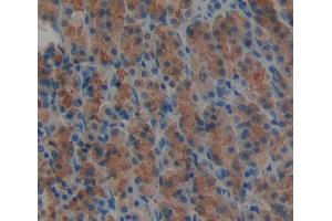Used in DAB staining on fromalin fixed paraffin- embedded stomach tissue (DTYMK 抗体  (AA 43-190))