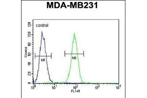 Fascin-3 Antibody (N-term) (ABIN390722 and ABIN2840998) flow cytometric analysis of MDA-M cells (right histogram) compared to a negative control cell (left histogram). (Fascin 3 抗体  (N-Term))