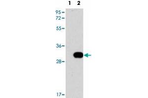 Western blot analysis of NEK7 (arrow) using NEK7 polyclonal antibody . (NEK7 抗体  (N-Term))