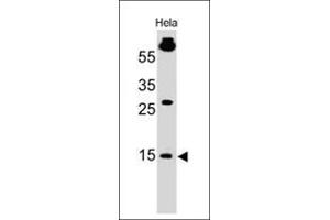 Western Blot of HeLa cell lysate using SUMO1 Mouse Monoclonal Antibody (SM1/495) (SUMO1 抗体)