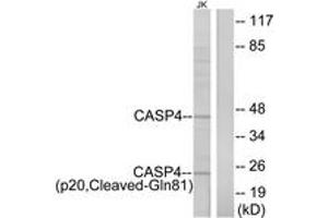 Western blot analysis of extracts from Jurkat cells, using Caspase 4 (p20,Cleaved-Gln81) Antibody. (Caspase 4 抗体  (Cleaved-Gln81))