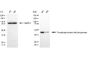 Western blotting analysis using phosphogluconate dehydrogenase antibody (ABIN7799807). (Recombinant PGD 抗体)