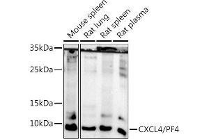 Western blot analysis of extracts of various cell lines, using CXCL4/PF4 antibody (ABIN7269400) at 1:500 dilution. (PF4 抗体)
