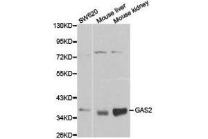 Western Blotting (WB) image for anti-Growth Arrest-Specific 2 (GAS2) antibody (ABIN1872778) (GAS2 抗体)