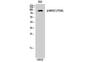 Western Blotting (WB) image for anti-Ribosomal Protein S6 Kinase A4 (RPS6KA4) (pThr568) antibody (ABIN3182672) (MSK2 抗体  (pThr568))