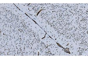 IHC analysis of HP1 alpha/CBX5 using anti-HP1 alpha/CBX5 antibody (ABIN7599057).