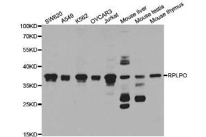 Western blot analysis of extracts of various cell lines, using RPLP0 antibody. (RPLP0 抗体  (AA 1-317))