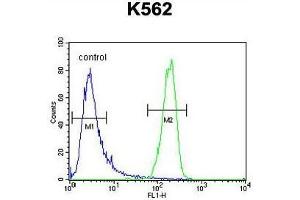 ATP8A2 Antibody (N-term) flow cytometric analysis of K562 cells (right histogram) compared to a negative control cell (left histogram). (ATP8A2 抗体  (N-Term))