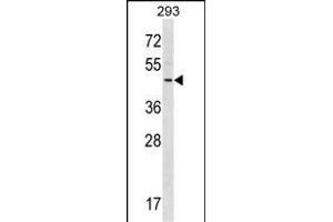 RNF41 Antibody (C-term) (ABIN1536950 and ABIN2850029) western blot analysis in 293 cell line lysates (35 μg/lane). (RNF41 抗体  (C-Term))