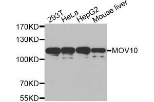 Western blot analysis of extracts of various cell lines, using MOV10 antibody. (MOV10 抗体  (AA 1-310))