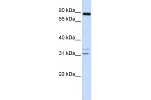 WB Suggested Anti-ADAM19 Antibody Titration:  0. (ADAM19 抗体  (N-Term))
