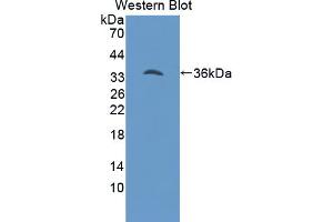 Western blot analysis of the recombinant protein. (Hepcidin 抗体  (AA 29-82))
