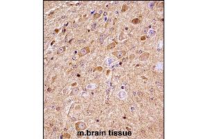 Mouse Nlk Antibody (C-term) ((ABIN657850 and ABIN2846811))immunohistochemistry analysis in formalin fixed and paraffin embedded mouse brain tissue followed by peroxidase conjugation of the secondary antibody and DAB staining. (Nemo-Like Kinase 抗体  (C-Term))