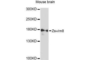 Western blot analysis of extracts of mouse brain, using Zswim8 Antibody (ABIN5999224) at 1:3000 dilution. (Zswim8 抗体)