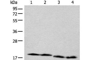 Western blot analysis of TM4 Jurkat NIH/3T3 and RAW264. (CETN3 抗体)