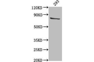 Western Blot Positive WB detected in: 293 whole cell lysate All lanes: TBK1 antibody at 1:2000 Secondary Goat polyclonal to rabbit IgG at 1/50000 dilution Predicted band size: 84 kDa Observed band size: 84 kDa (TBK1 抗体  (AA 644-661))