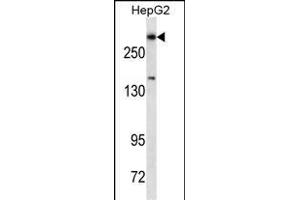Dicer1 Antibody ABIN1539832 western blot analysis in HepG2 cell line lysates (35 μg/lane).