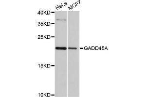 Western blot analysis of extracts of various cell lines, using GADD45A antibody (ABIN4903730) at 1:1000 dilution. (GADD45A 抗体)