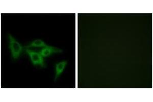 Immunofluorescence analysis of LOVO cells, using OR2I1 Antibody. (OR2I1P 抗体  (AA 261-310))
