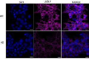 anti-Lethal Giant Larvae Homolog 1 (LLGL1) antibody