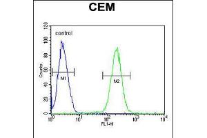 Flow cytometric analysis of CEM cells (right histogram) compared to a negative control cell (left histogram). (HTR3E 抗体  (AA 126-154))