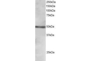 Image no. 1 for anti-Forkhead Box L2 (FOXL2) (C-Term) antibody (ABIN374339) (FOXL2 抗体  (C-Term))