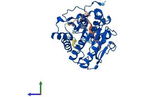 Protein Structure (PS) image for Histone Deacetylase 11 (HDAC11) (AA 1-347) protein (His tag) (ABIN7560023)