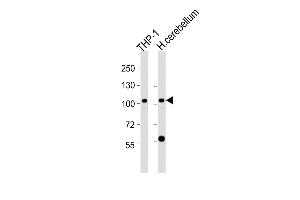 All lanes : Anti-ZF Antibody (C-term) at 1:2000 dilution Lane 1: THP-1 whole cell lysates Lane 2: human cerebellum lysates Lysates/proteins at 20 μg per lane. (ZFPM1 抗体  (C-Term))