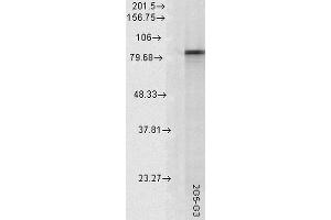Western Blot analysis of Rat tissue lysate showing detection of Hsp90 alpha protein using Mouse Anti-Hsp90 alpha Monoclonal Antibody, Clone 2G5. (HSP90AA2 抗体  (Atto 390))
