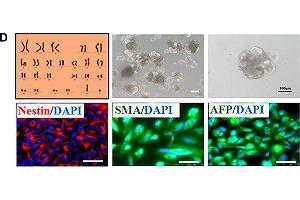 Immunofluorescence (Cultured Cells) (IF (cc)) image for anti-alpha-Fetoprotein (AFP) (AA 360-609) antibody (ABIN3020666)