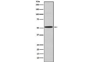 Western blot analysis of Kir2.