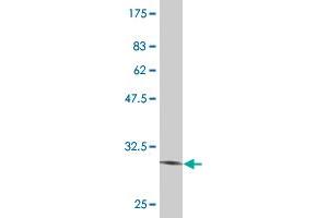 Western Blot detection against Immunogen (31. (Vasn 抗体  (AA 298-349))