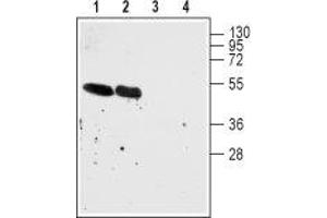 Western blot analysis of rat (lanes 1 and 3) and mouse (lanes 2 and 4) brain cell lysates: - 1,2. (CHRNA7 抗体  (Extracellular, N-Term))