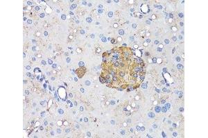 Immunohistochemistry of paraffin-embedded Mouse pancreatic islet using INS Polyclonal Antibody at dilution of 1:50 (40x lens). (Insulin 抗体)