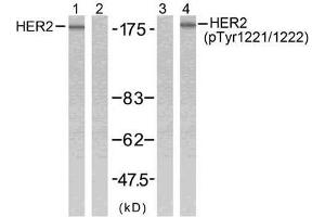 Western blot analysis of extracts from SK-OV3 cells using HER2 (Ab-1221/1222) antibody (E021071, Line 1 and 2) and HER2 (phospho-Tyr1221/Tyr1222) antibody (E011076, Line 3 and 4). (ErbB2/Her2 抗体)