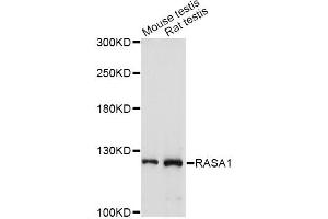 Western blot analysis of extracts of various cell lines, using RASA1 antibody (ABIN1874554) at 1:1000 dilution. (RASA1 抗体)