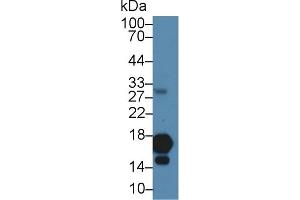 Detection of H3 in Human Cartilage lysate using Polyclonal Antibody to Histone H3 (H3)
