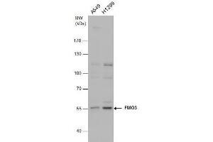 WB Image FMO3 antibody detects FMO3 protein by western blot analysis. (FMO3 抗体)