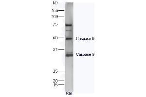 Raji lysates probed with Rabbit Anti-Caspase 9 Polyclonal Antibody, Unconjugated  at 1:5000 for 90 min at 37˚C. (Caspase 9 抗体  (AA 11-120))