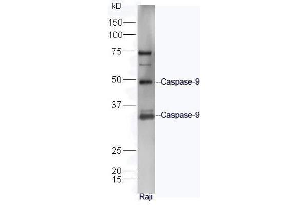 Caspase 9 抗体  (AA 11-120)