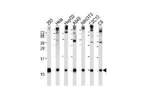 All lanes : Anti-Ubiquitin Antibody (N-term) at 1:2000 dilution Lane 1: 293 whole cell lysate Lane 2: Hela whole cell lysate Lane 3: HepG2 whole cell lysate Lane 4: A549 whole cell lysate Lane 5: NIH/3T3 whole cell lysate Lane 6: C2C12 whole cell lysate Lane 7: C6 whole cell lysate Lysates/proteins at 20 μg per lane. (Ubiquitin 抗体  (N-Term))